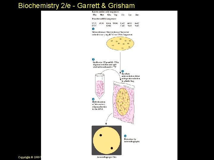 Biochemistry 2/e - Garrett & Grisham Copyright © 1999 by Harcourt Brace & Company