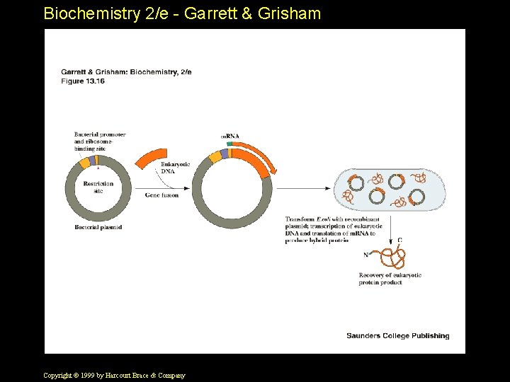 Biochemistry 2/e - Garrett & Grisham Copyright © 1999 by Harcourt Brace & Company