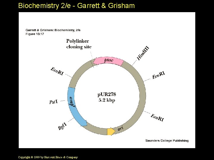 Biochemistry 2/e - Garrett & Grisham Copyright © 1999 by Harcourt Brace & Company