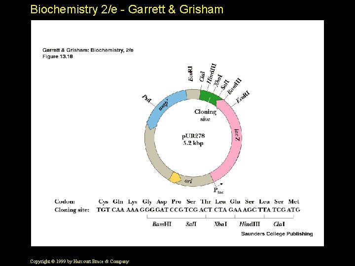 Biochemistry 2/e - Garrett & Grisham Copyright © 1999 by Harcourt Brace & Company