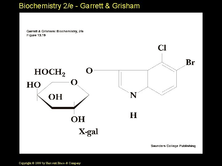 Biochemistry 2/e - Garrett & Grisham Copyright © 1999 by Harcourt Brace & Company