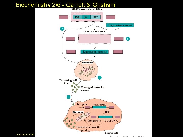 Biochemistry 2/e - Garrett & Grisham Copyright © 1999 by Harcourt Brace & Company