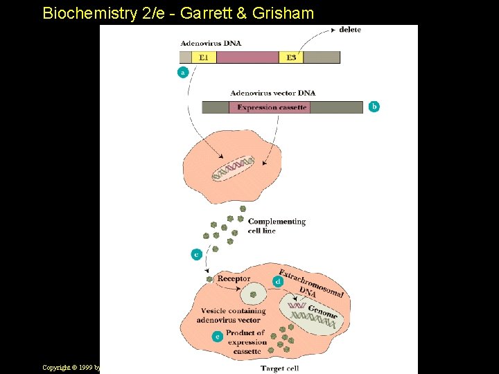 Biochemistry 2/e - Garrett & Grisham Copyright © 1999 by Harcourt Brace & Company