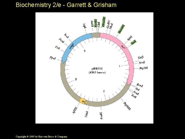 Biochemistry 2/e - Garrett & Grisham Copyright © 1999 by Harcourt Brace & Company