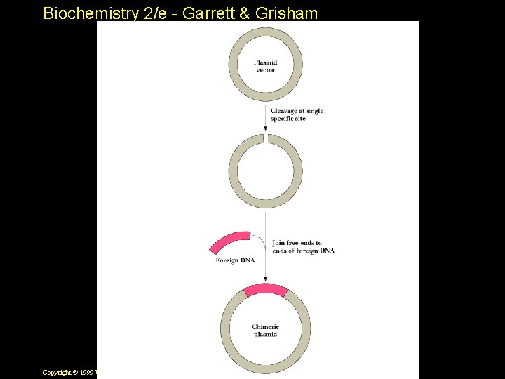 Biochemistry 2/e - Garrett & Grisham Copyright © 1999 by Harcourt Brace & Company