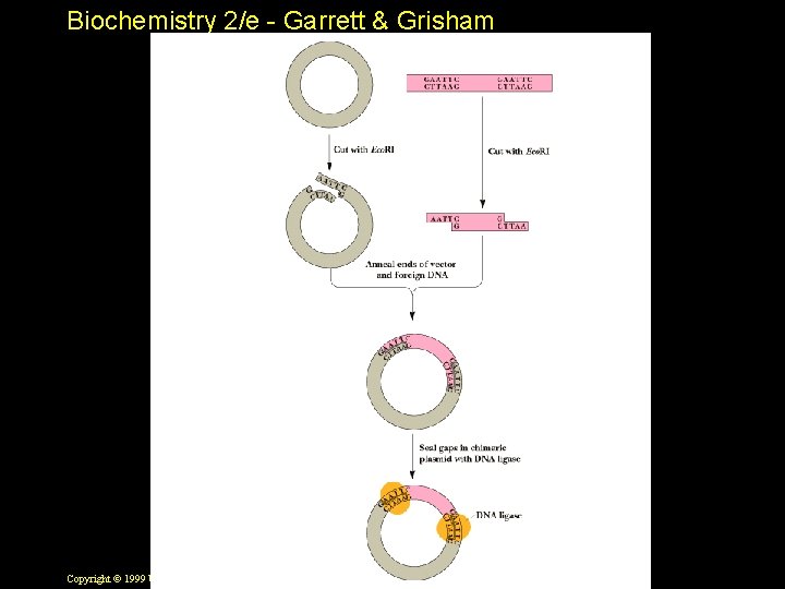 Biochemistry 2/e - Garrett & Grisham Copyright © 1999 by Harcourt Brace & Company