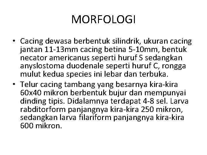 MORFOLOGI • Cacing dewasa berbentuk silindrik, ukuran cacing jantan 11 -13 mm cacing betina