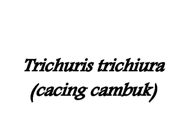 Trichuris trichiura (cacing cambuk) 
