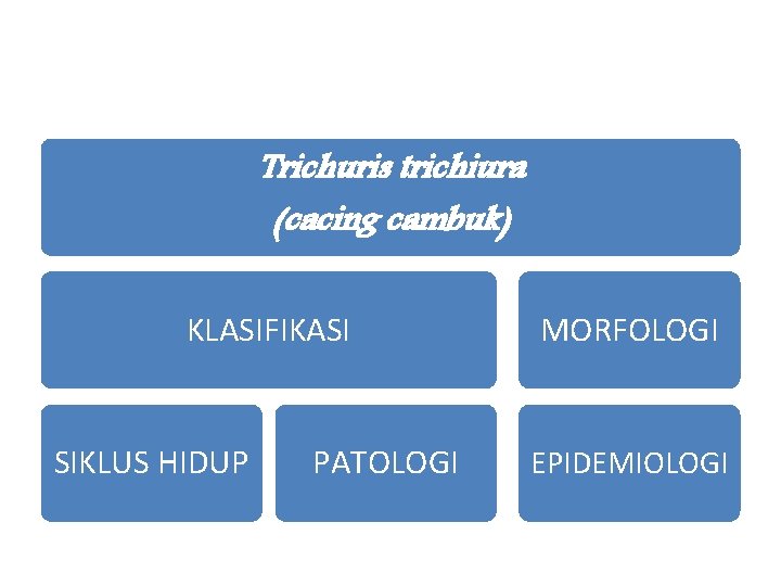 Trichuris trichiura (cacing cambuk) KLASIFIKASI SIKLUS HIDUP PATOLOGI MORFOLOGI EPIDEMIOLOGI 