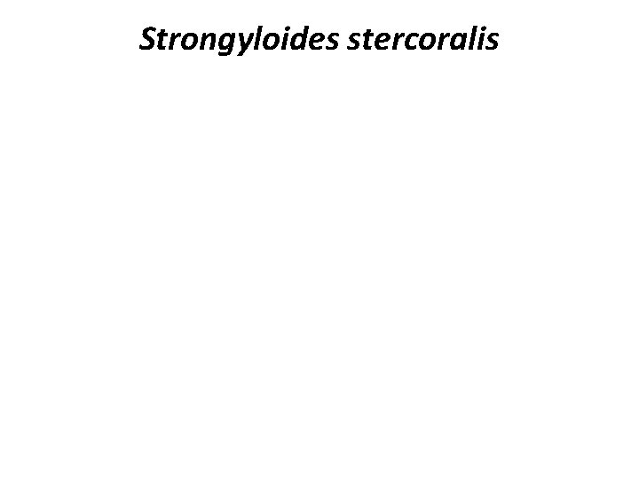 Strongyloides stercoralis 