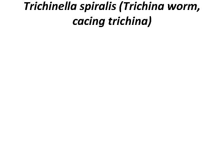 Trichinella spiralis (Trichina worm, cacing trichina) 