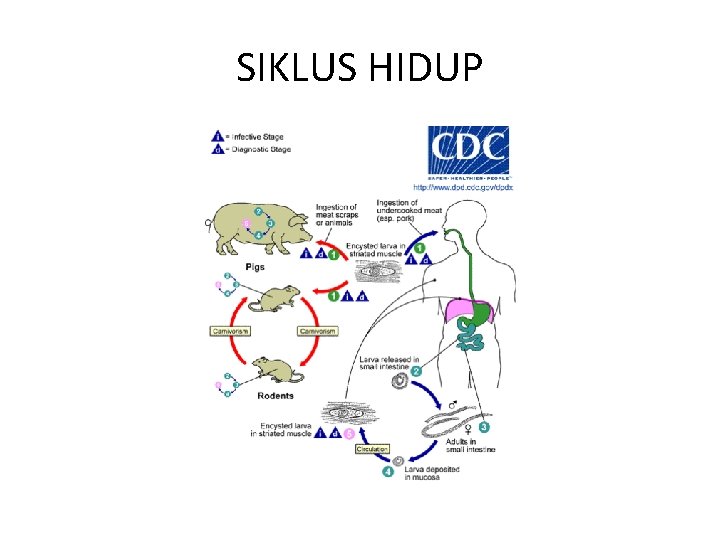SIKLUS HIDUP 