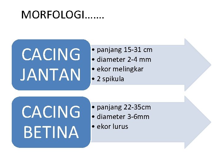 MORFOLOGI……. CACING JANTAN • panjang 15 -31 cm • diameter 2 -4 mm •