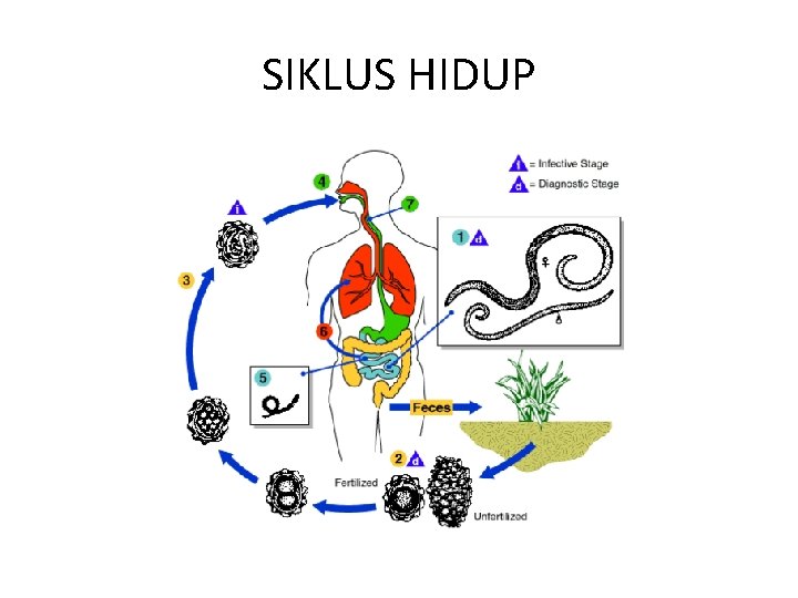 SIKLUS HIDUP 