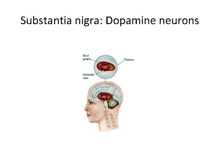 Substantia nigra: Dopamine neurons 