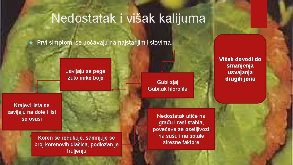 Nedostatak i višak kalijuma Prvi simptomi se uočavaju na najstarijim listovima. Javljaju se pege