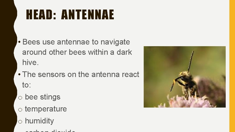 HEAD: ANTENNAE • Bees use antennae to navigate around other bees within a dark