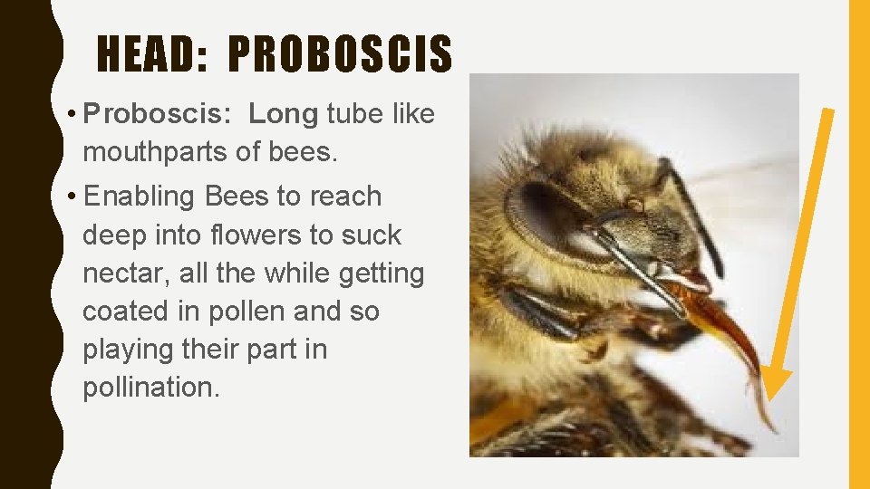 HEAD: PROBOSCIS • Proboscis: Long tube like mouthparts of bees. • Enabling Bees to