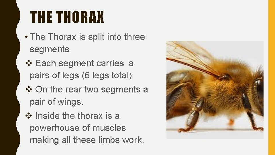 THE THORAX • The Thorax is split into three segments v Each segment carries