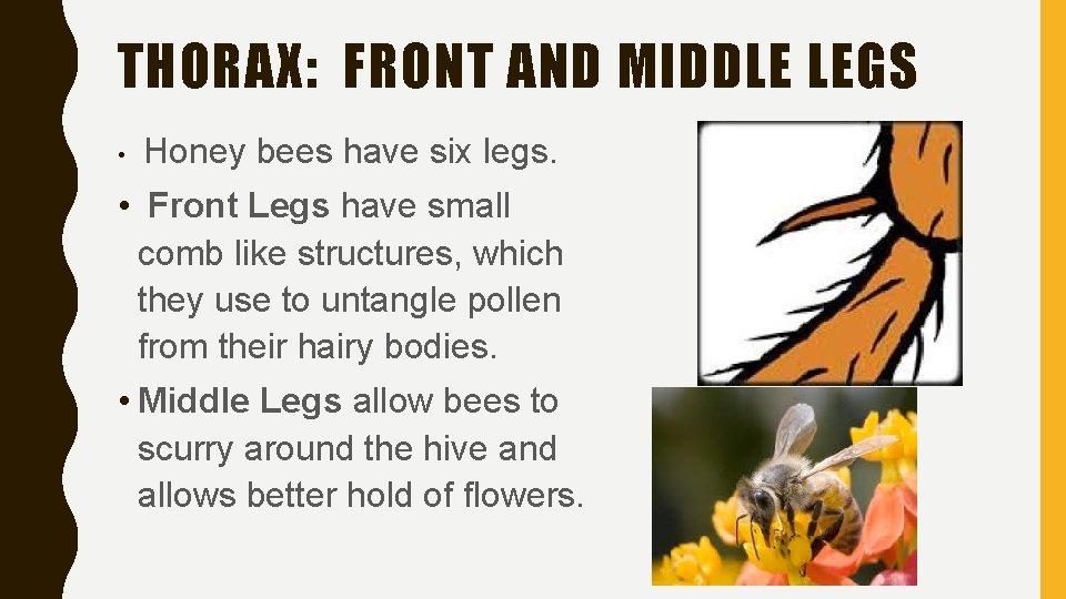 THORAX: FRONT AND MIDDLE LEGS • Honey bees have six legs. • Front Legs
