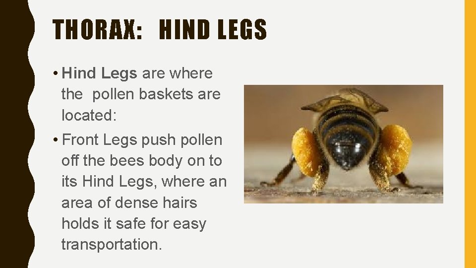 THORAX: HIND LEGS • Hind Legs are where the pollen baskets are located: •