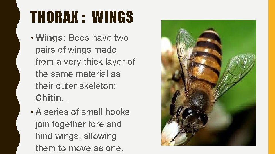 THORAX : WINGS • Wings: Bees have two pairs of wings made from a