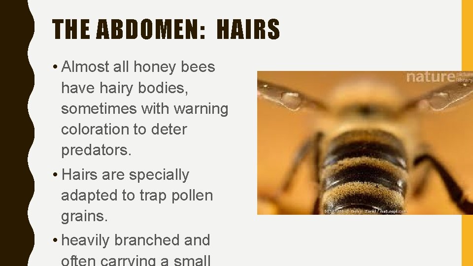 THE ABDOMEN: HAIRS • Almost all honey bees have hairy bodies, sometimes with warning