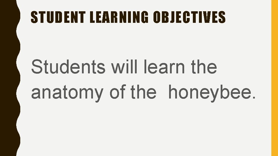 STUDENT LEARNING OBJECTIVES Students will learn the anatomy of the honeybee. 