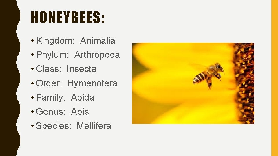 HONEYBEES: • Kingdom: Animalia • Phylum: Arthropoda • Class: Insecta • Order: Hymenotera •