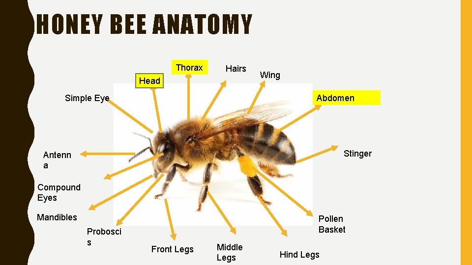 HONEY BEE ANATOMY Thorax Hairs Head Simple Eye Wing Abdomen Stinger Antenn a Compound