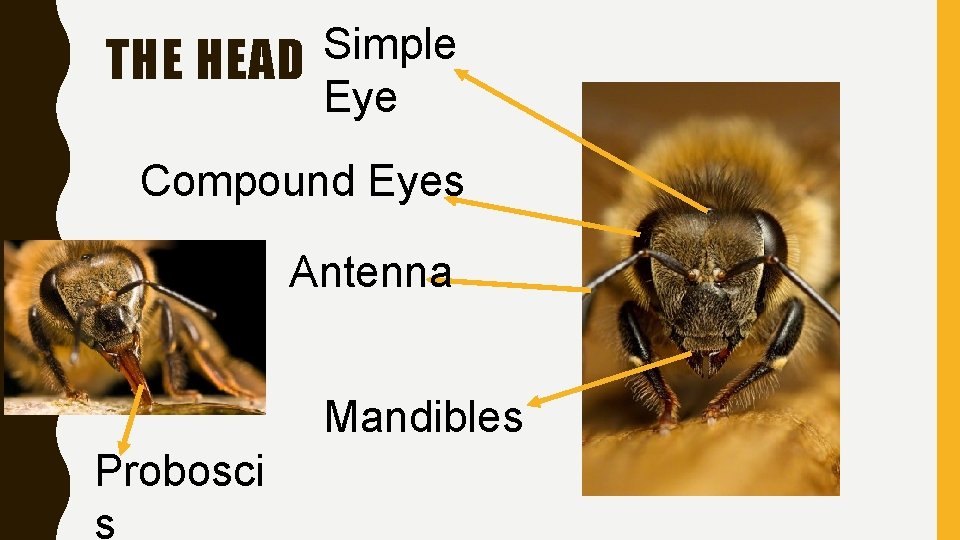 Simple THE HEAD Eye Compound Eyes Antenna Mandibles Probosci s 