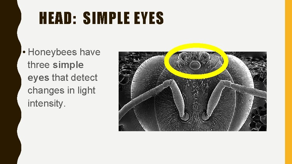 HEAD: SIMPLE EYES • Honeybees have three simple eyes that detect changes in light