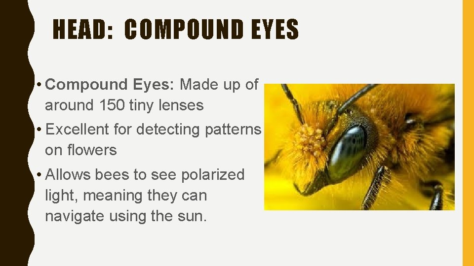HEAD: COMPOUND EYES • Compound Eyes: Made up of around 150 tiny lenses •