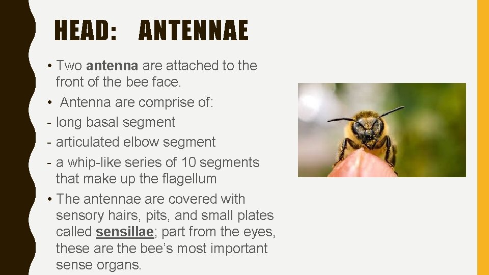 HEAD: ANTENNAE • Two antenna are attached to the front of the bee face.