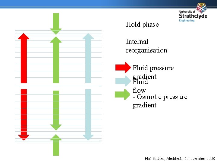 Hold phase Internal reorganisation Fluid pressure gradient Fluid flow - Osmotic pressure gradient Phil