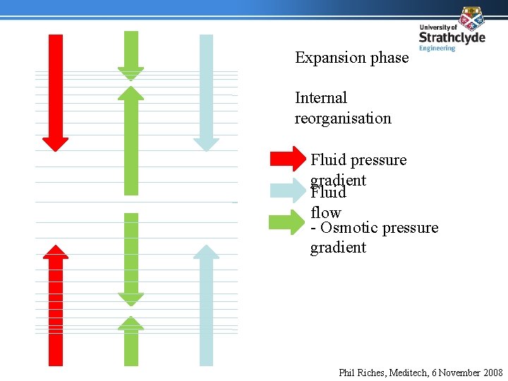 Expansion phase Internal reorganisation Fluid pressure gradient Fluid flow - Osmotic pressure gradient Phil