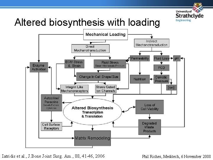 Altered biosynthesis with loading Iatridis et al. , J. Bone Joint Surg. Am. ,