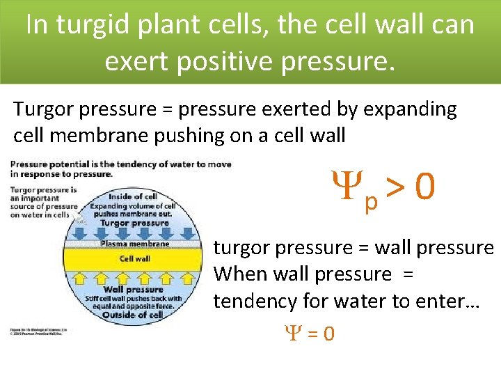 In turgid plant cells, the cell wall can exert positive pressure. Turgor pressure =