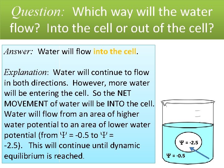 Question: Which way will the water flow? Into the cell or out of the