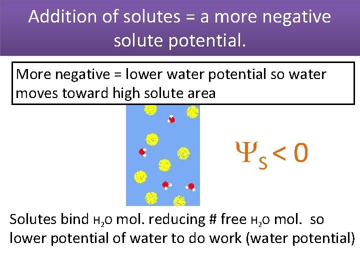 Addition of solutes = a more negative solute potential. More negative = lower water