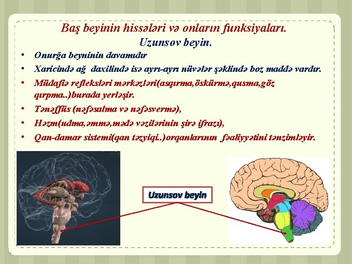 Baş beyinin hissələri və onların funksiyaları. Uzunsov beyin. • Onurğa beyninin davamıdır • Xaricində