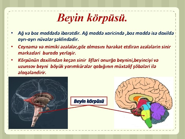 Beyin körpüsü. • Ağ və boz maddədə ibarətdir. Ağ maddə xaricində , boz maddə