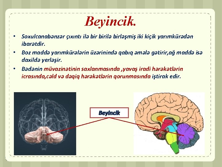 Beyincik. • Soxulcanabənzər çıxıntı ilə birilə birləşmiş iki kiçik yarımkürədən ibarətdir. • Boz maddə