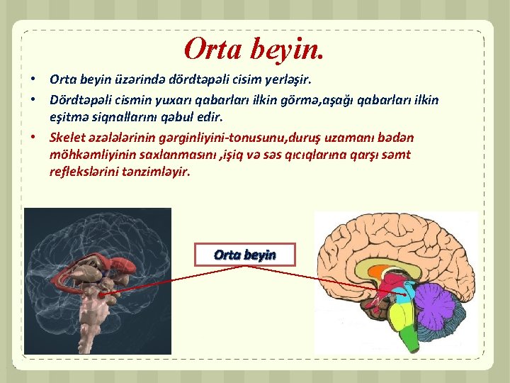 Orta beyin. • Orta beyin üzərində dördtəpəli cisim yerləşir. • Dördtəpəli cismin yuxarı qabarları