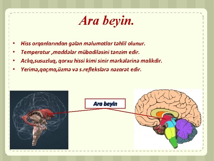 Ara beyin. • • Hiss orqanlarından gələn məlumatlar təhlil olunur. Temperatur , maddələr mübadiləsini