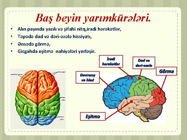 Baş beyin yarımkürələri. • • Alın payında yazılı və şifahi nitq, iradi hərəkətlər, Təpədə