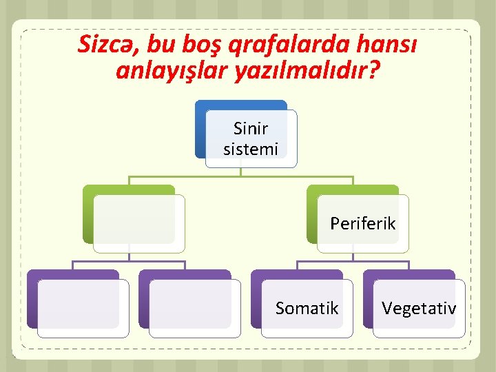 Sizcə, bu boş qrafalarda hansı anlayışlar yazılmalıdır? Sinir sistemi Periferik Somatik Vegetativ 