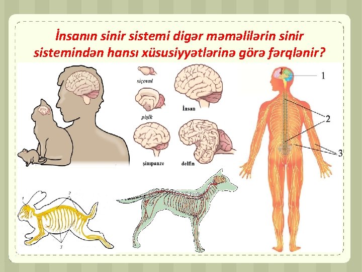 İnsanın sinir sistemi digər məməlilərin sinir sistemindən hansı xüsusiyyətlərinə görə fərqlənir? 