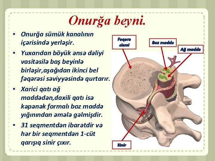 Onurğa beyni. • Onurğa sümük kanalının içərisində yerləşir. • Yuxarıdan böyük ənsə dəliyi vasitəsilə