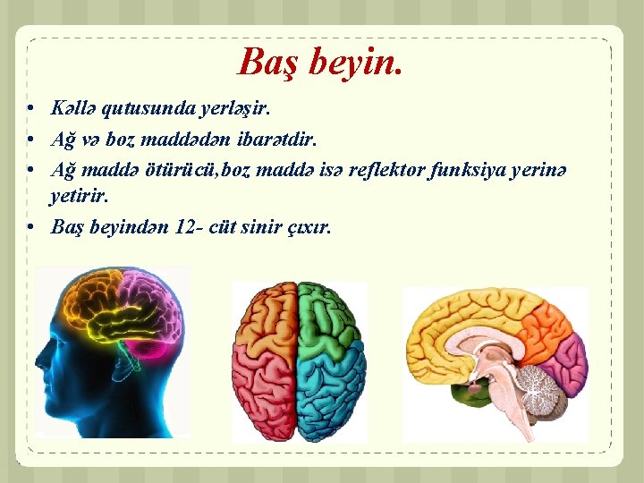 Baş beyin. • Kəllə qutusunda yerləşir. • Ağ və boz maddədən ibarətdir. • Ağ